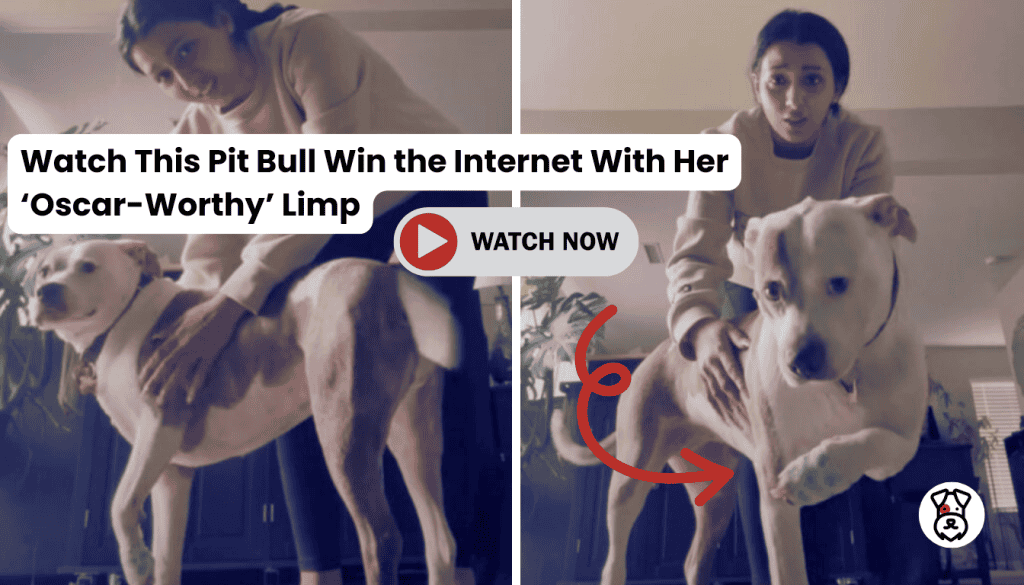 Watch This Pit Bull Win the Internet With Her ‘Oscar Worthy’ Limp