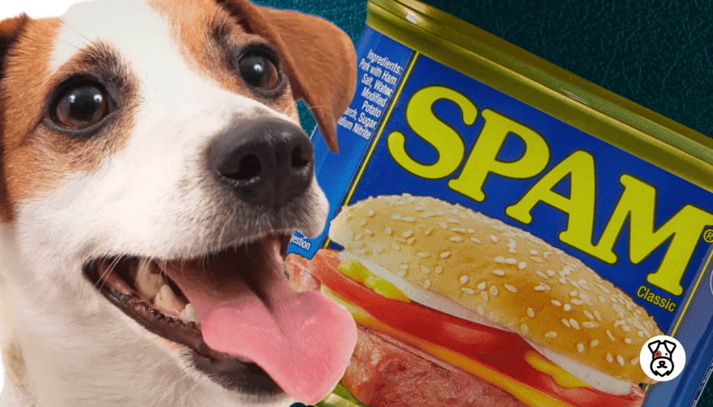 can dogs eat spam