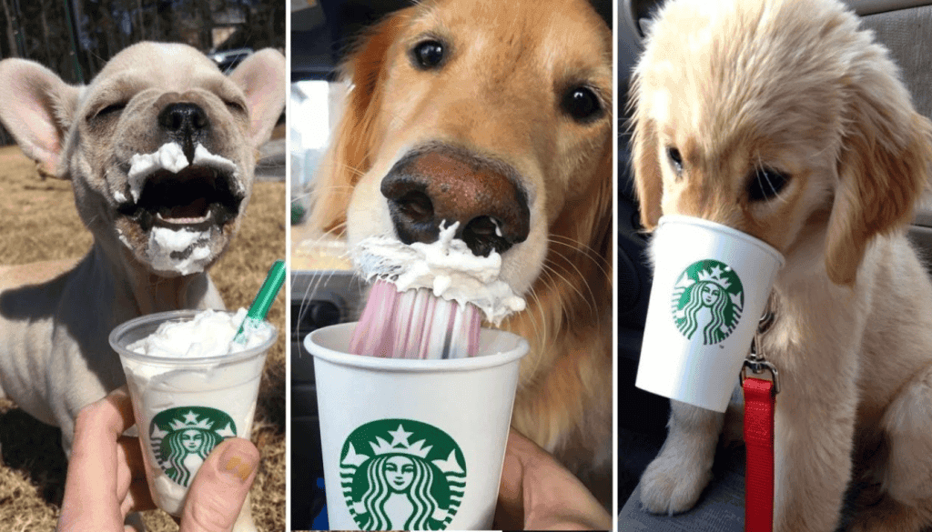 how much is starbucks puppuccino how much is starbucks puppuccino