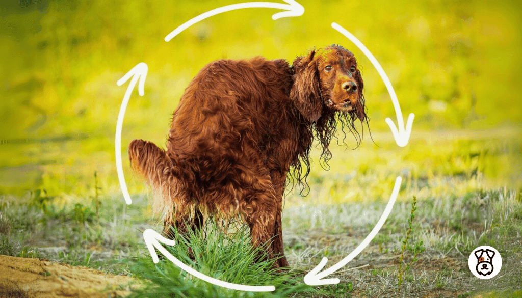 why do dogs spin around before they poop