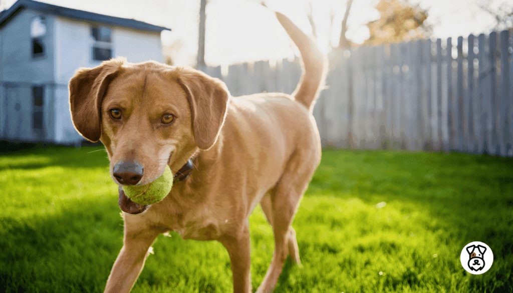 How Often Should Dogs Be Outside