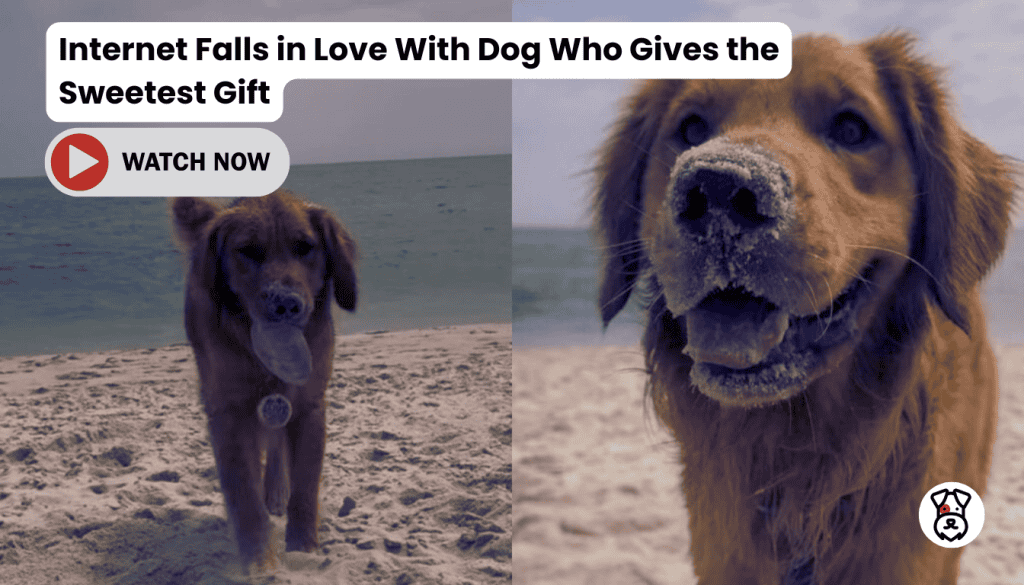 Internet Falls in Love With Dog Who Gives the Sweetest Gift