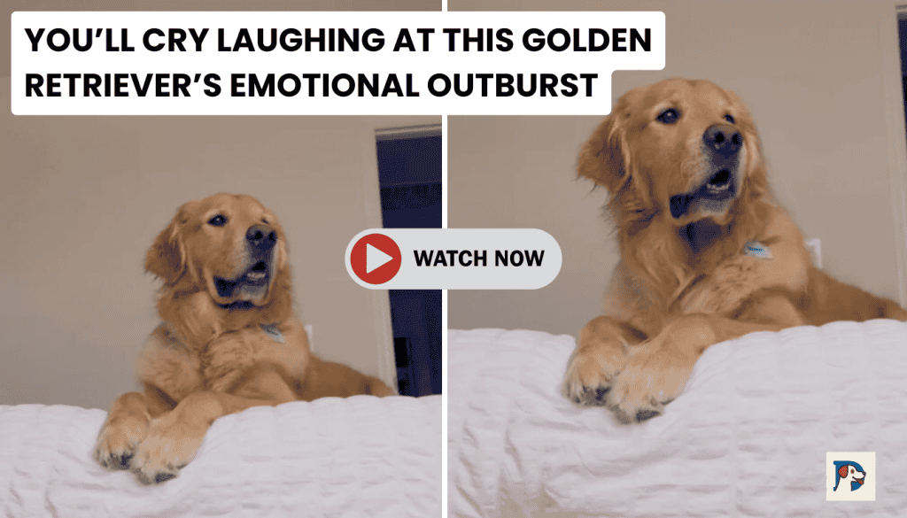 You’ll Cry Laughing at This Golden Retriever’s Emotional Outburst