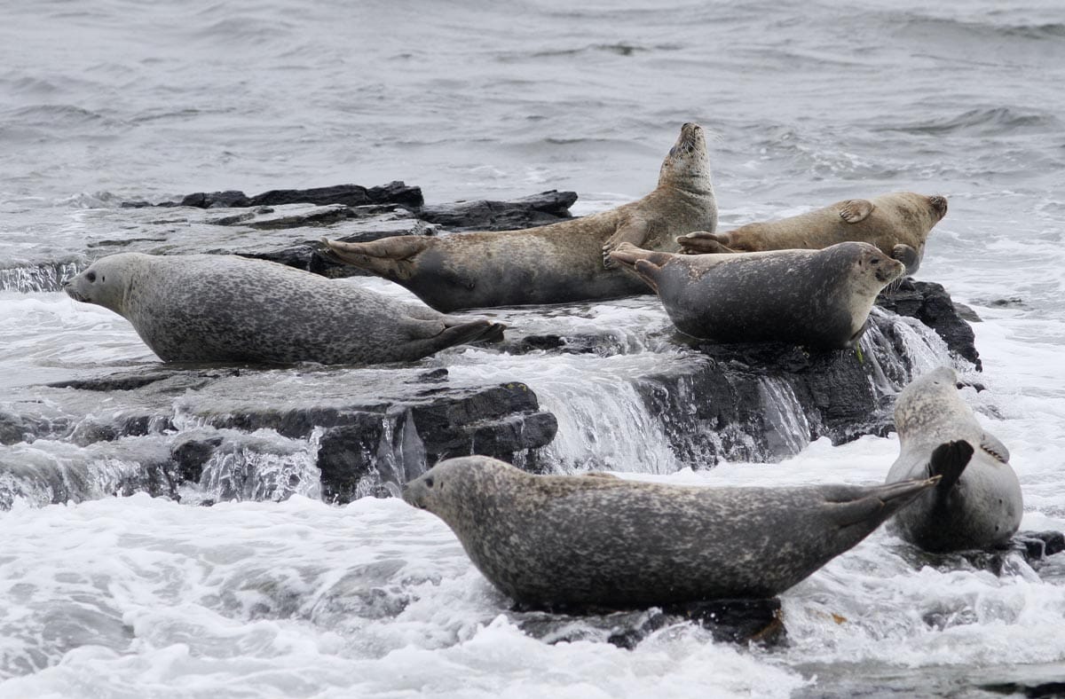 Seals can be seen year-round resting ashore on rocks between their deep-sea fishing trips.