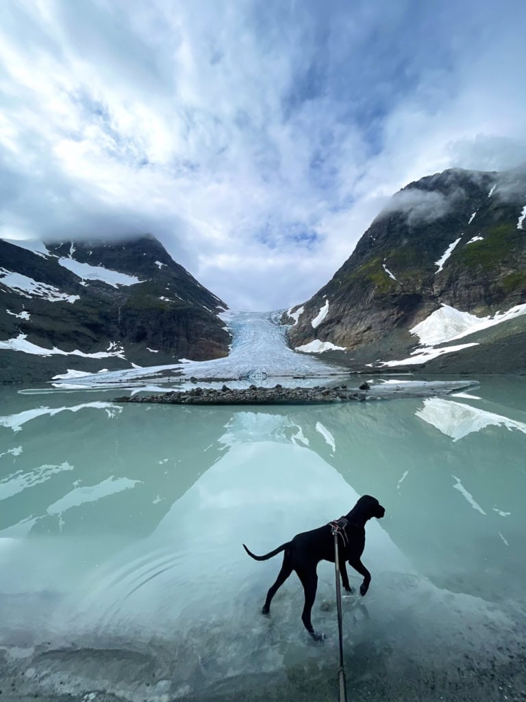 Hund på fjellet