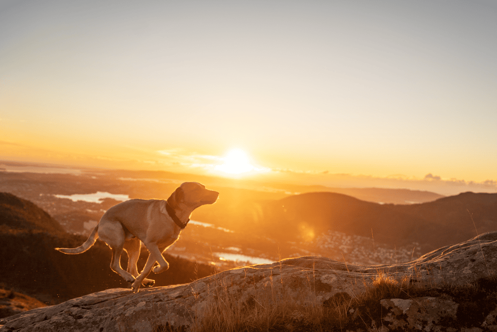 Vi inviterer hundeklubber til Fjellbris!