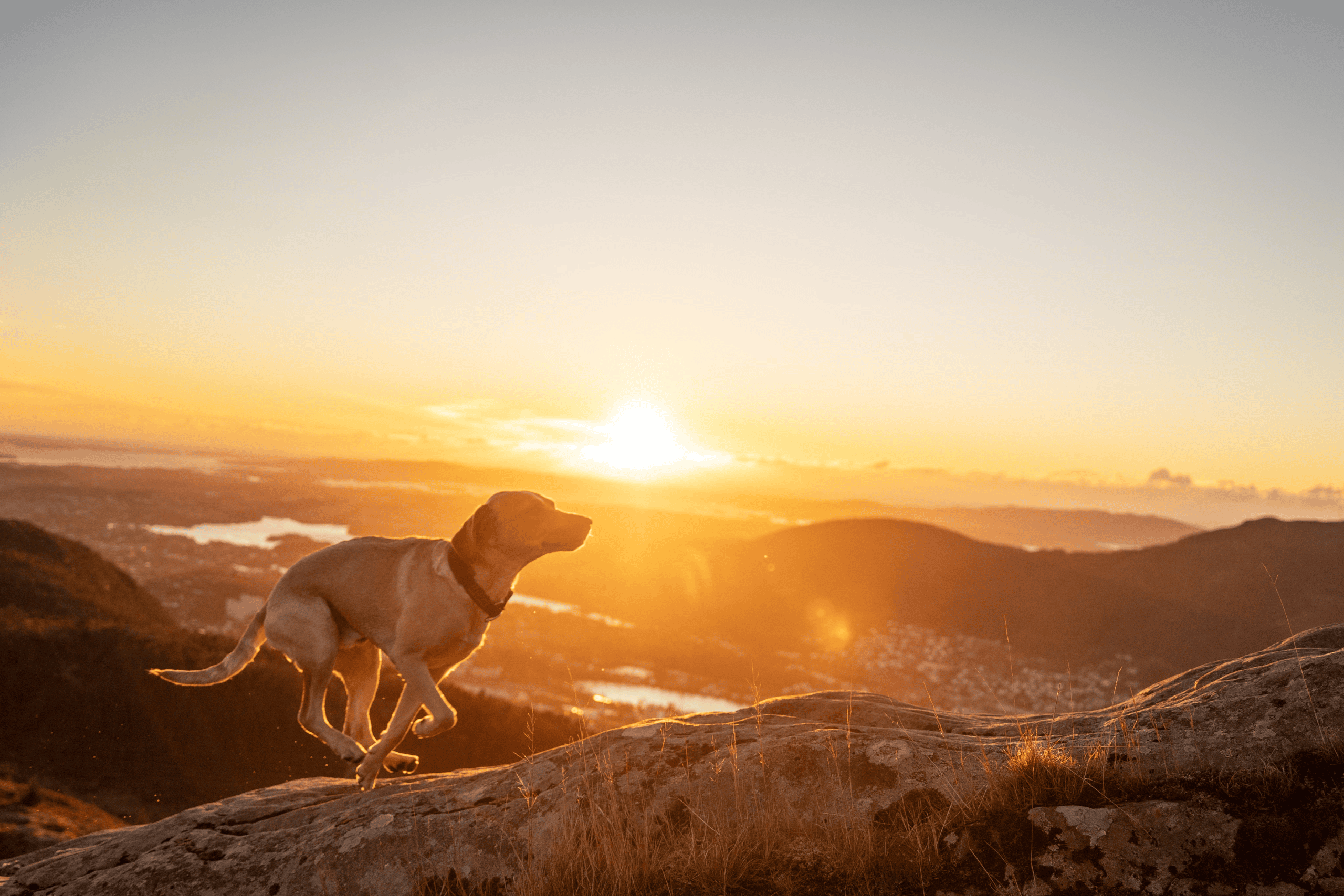 Hund i solnedgang