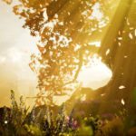 Hellblade tree