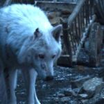 game of thrones ghost