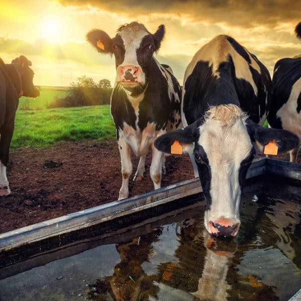 CHD-FA an Antibiotic Alternative for Animal Agriculture