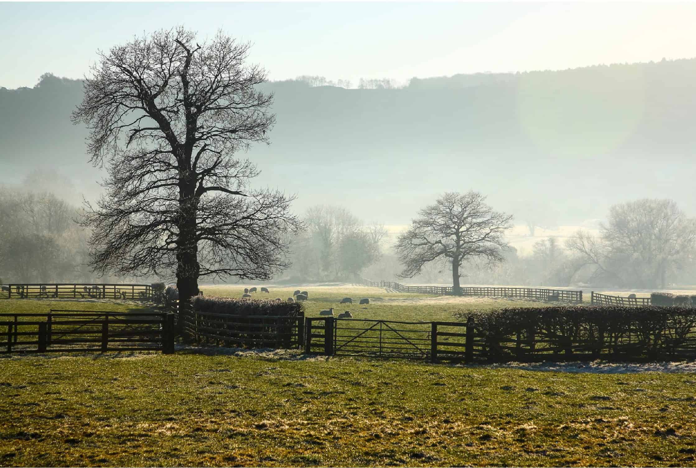 Tranquil countryside scene with leafless trees, grazing sheep, and misty hills in the background, showcasing rural beauty and peaceful farm life.