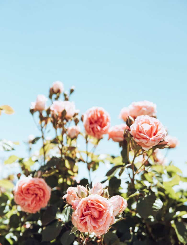Pink roses blooming in spring with a clear blue sky background.