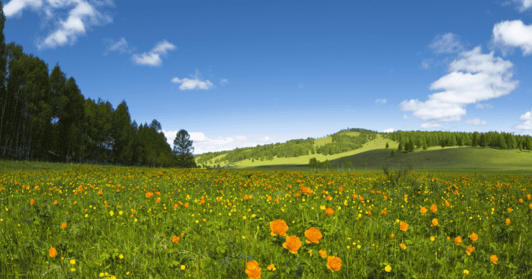 Beautiful spring landscape with green fields, yellow flowers, and blue sky with clouds.
