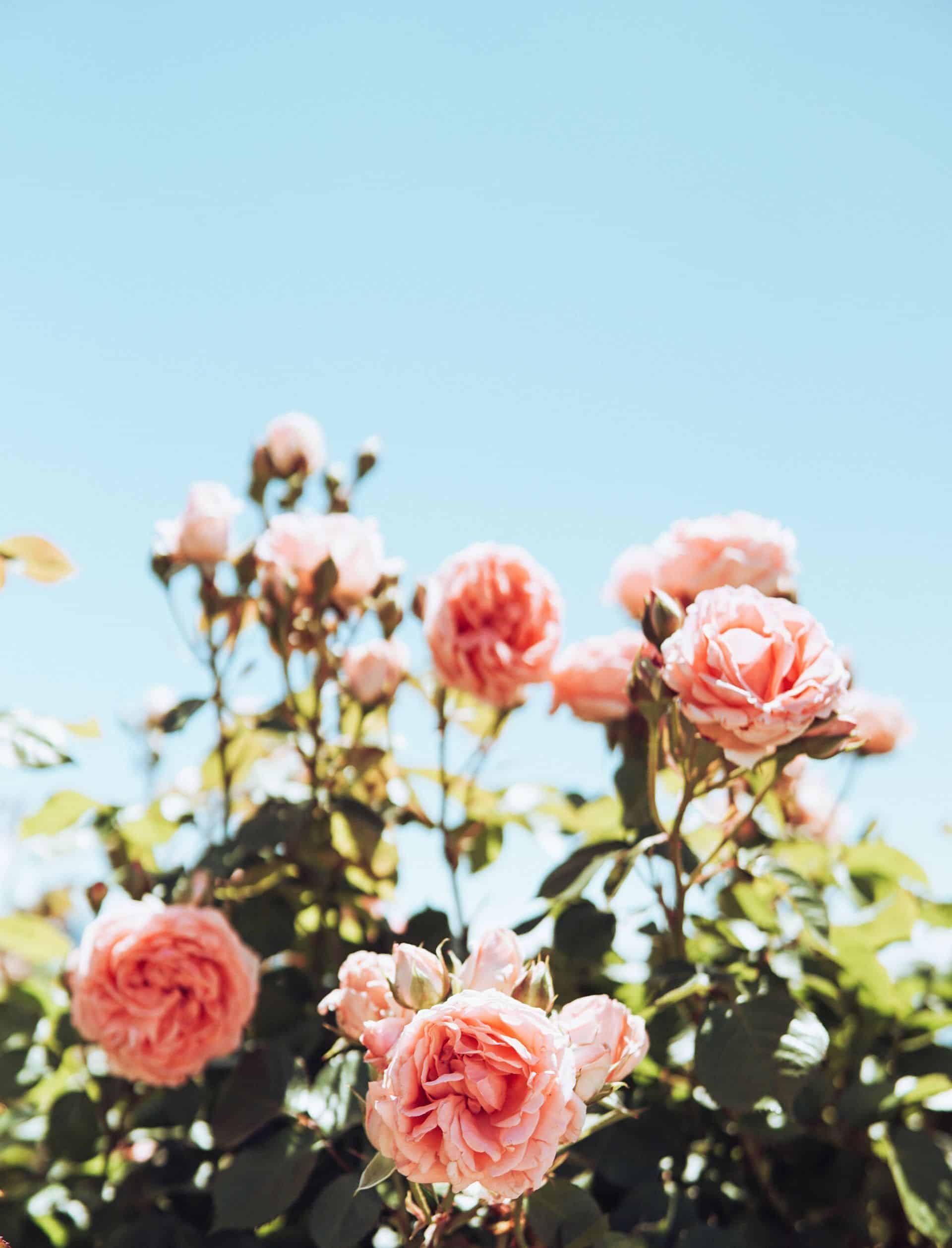 Roses (002)