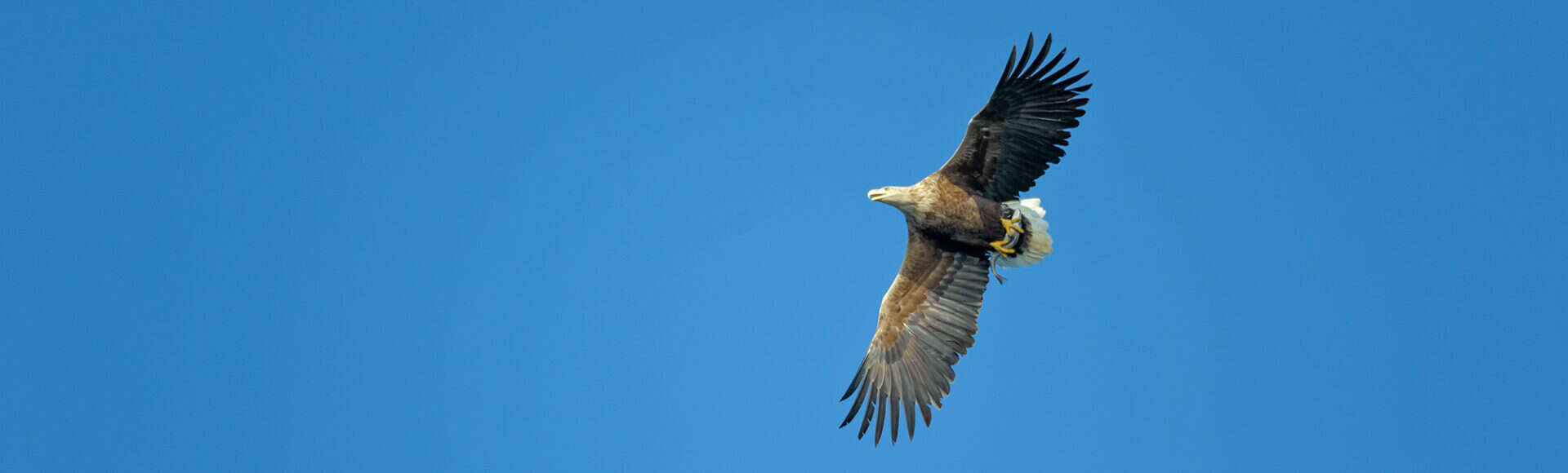 https://www.hebrideanadventures.co.uk/wp-content/uploads/2024/09/ChrisGomersall_WhiteTailedEagle_XAA5347-e1742335451806.jpg