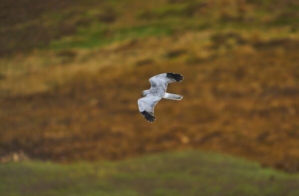 A Hen Harrier flying along the moorside at Orkney.