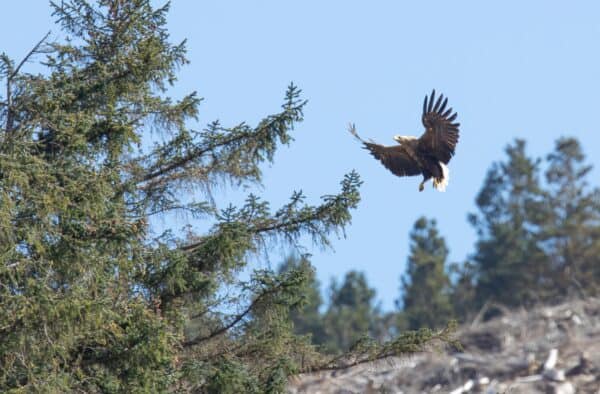White tailed eagle on the Isle of Mull