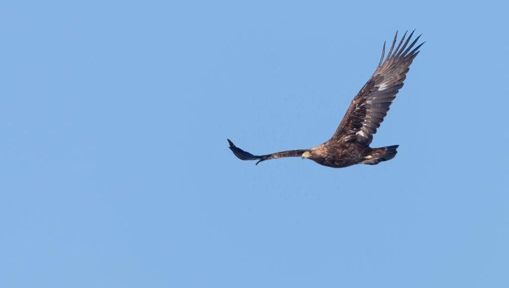 https://www.hebrideanadventures.co.uk/wp-content/uploads/2025/02/Golden-eagle-2-scaled-1.jpg