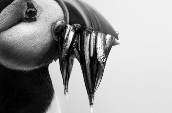 Atlantic Puffin (Fratercula arctica) © Rachel Bigsby