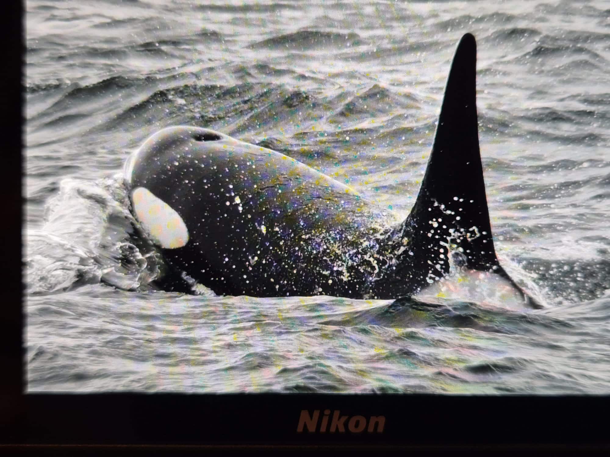 Orca sighting on board Hjalmar Bjorge