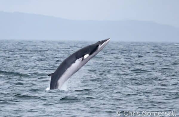 Minke Whale in Hebrides