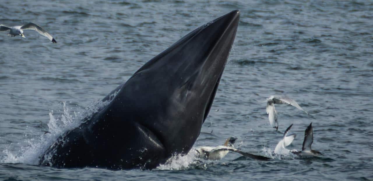 Minke Whale and gannet