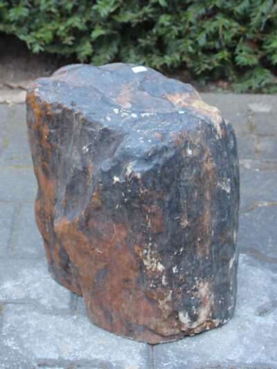 Versteend hout – Donkerbruin – Versteend hout – 32x27x20 cm