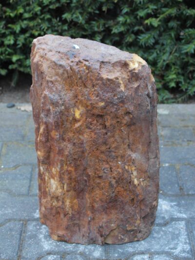 Versteend hout – Donkerbruin – Versteend hout – 48x30x18 cm