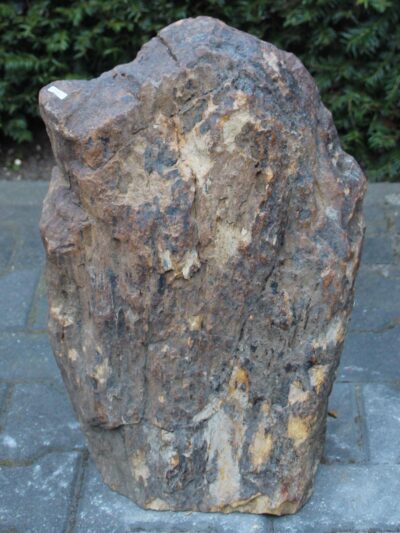 Versteend hout – Donkerbruin – Versteend hout – 49x36x24 cm