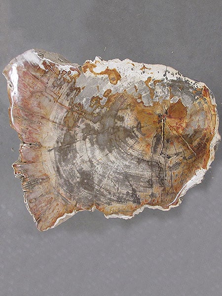 Versteend hout - Donkerbruin - Versteend hout - 50x50x40 cm - Afbeelding 3
