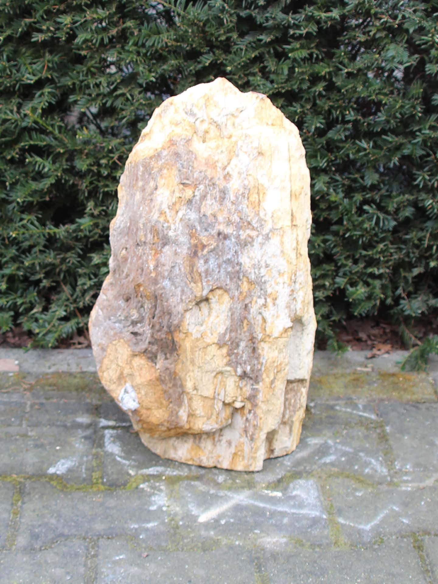 Versteend hout - Donkerbruin - Versteend hout - 51x30x25 cm
