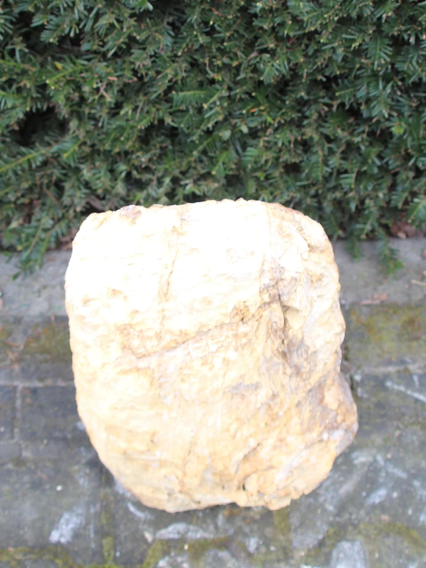 Versteend hout - Donkerbruin - Versteend hout - 51x30x25 cm - Afbeelding 2