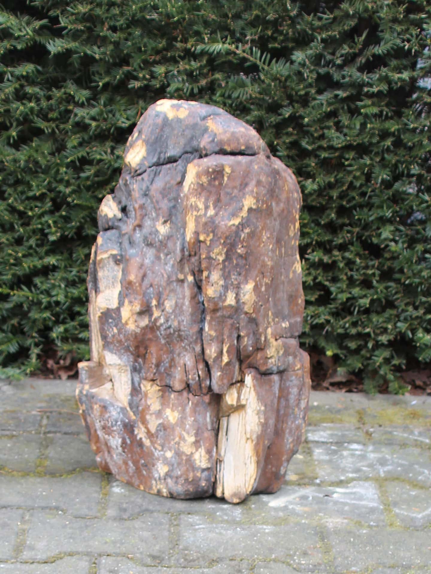 Versteend hout - Donkerbruin - Versteend hout - 53x34x21 cm