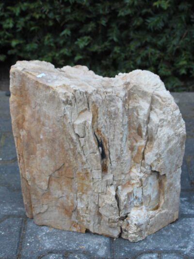 Versteend hout – Lichtbruin – Versteend hout – 37x36x24 cm