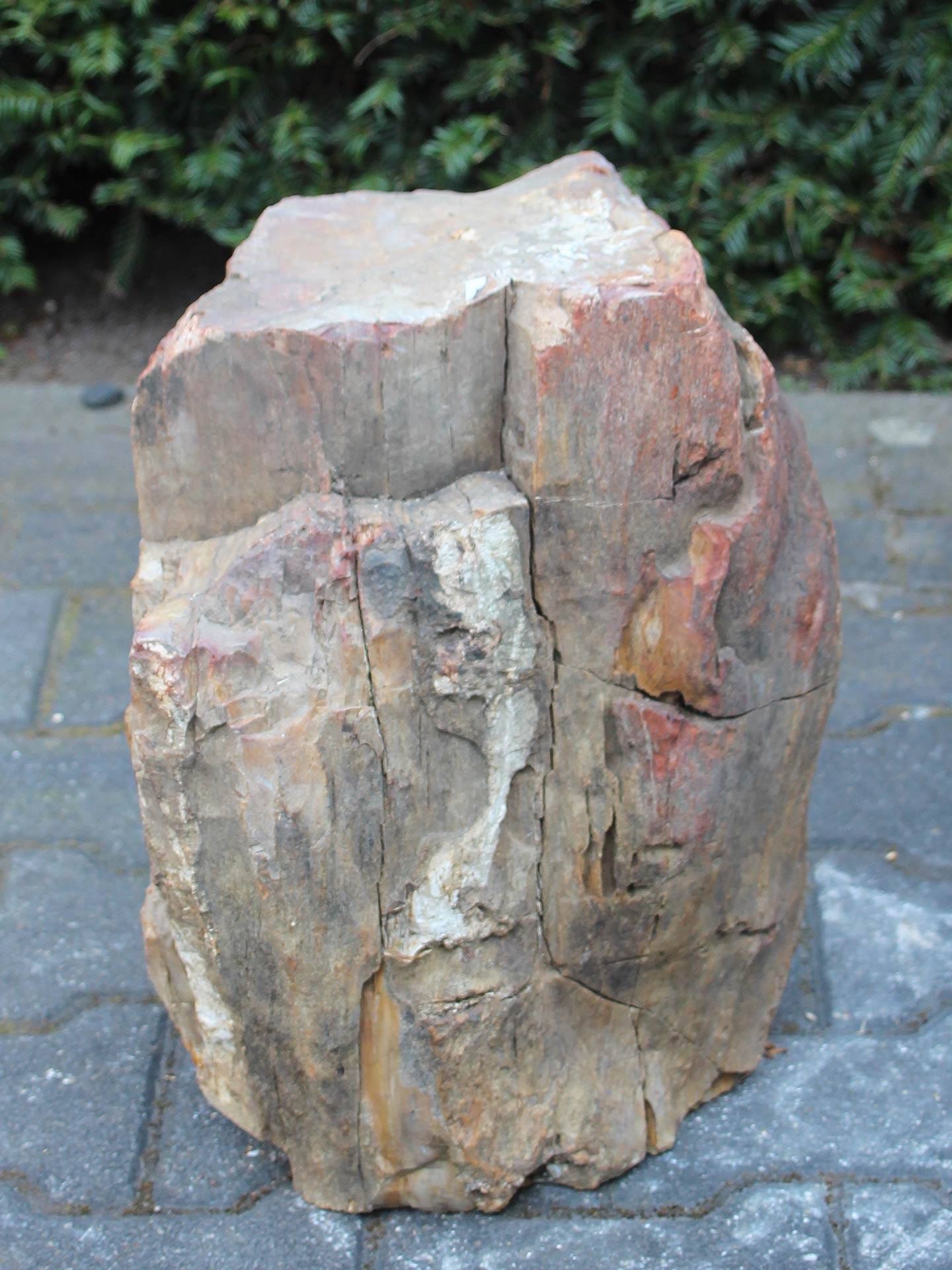 Versteend hout - Lichtbruin - Versteend hout - 43x36x28 cm - Afbeelding 2