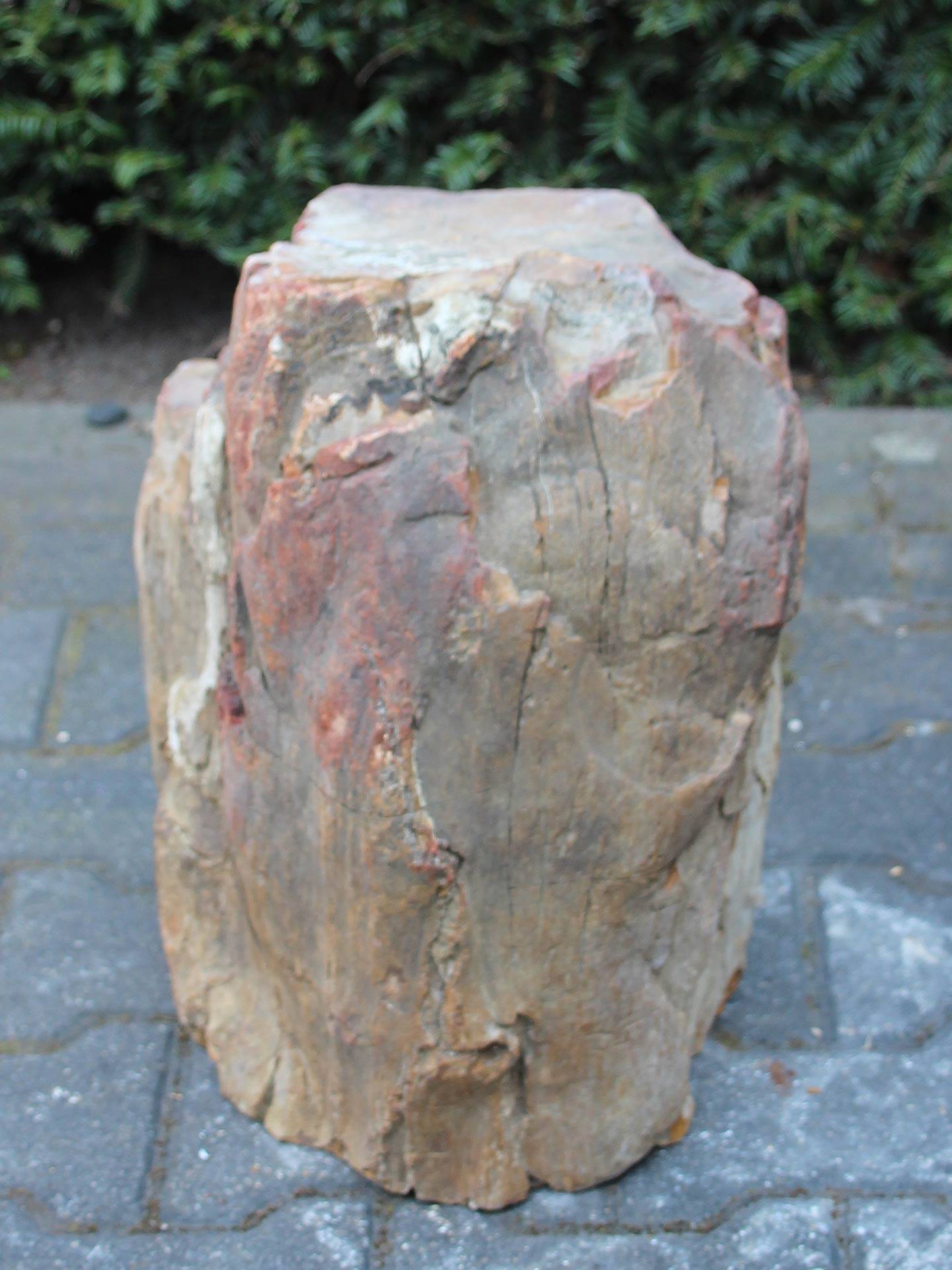 Versteend hout - Lichtbruin - Versteend hout - 43x36x28 cm - Afbeelding 3