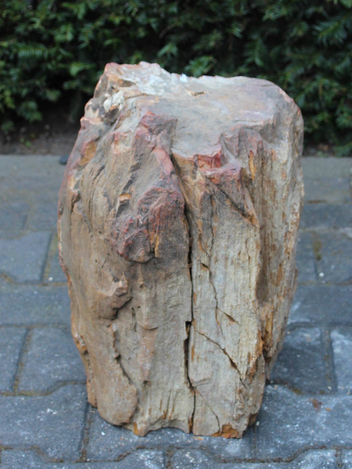 Versteend hout - Lichtbruin - Versteend hout - 43x36x28 cm - Afbeelding 4
