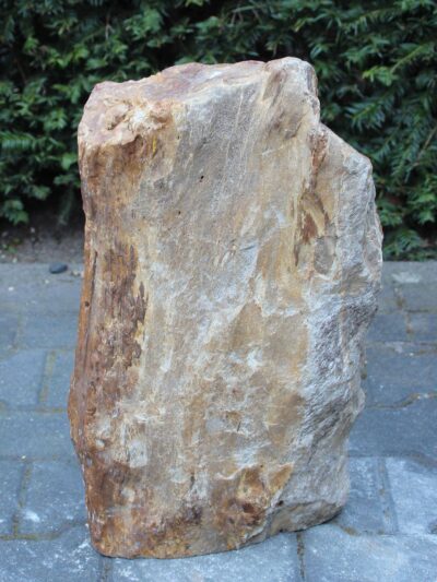 Versteend hout – Lichtbruin – Versteend hout – 53x30x24 cm