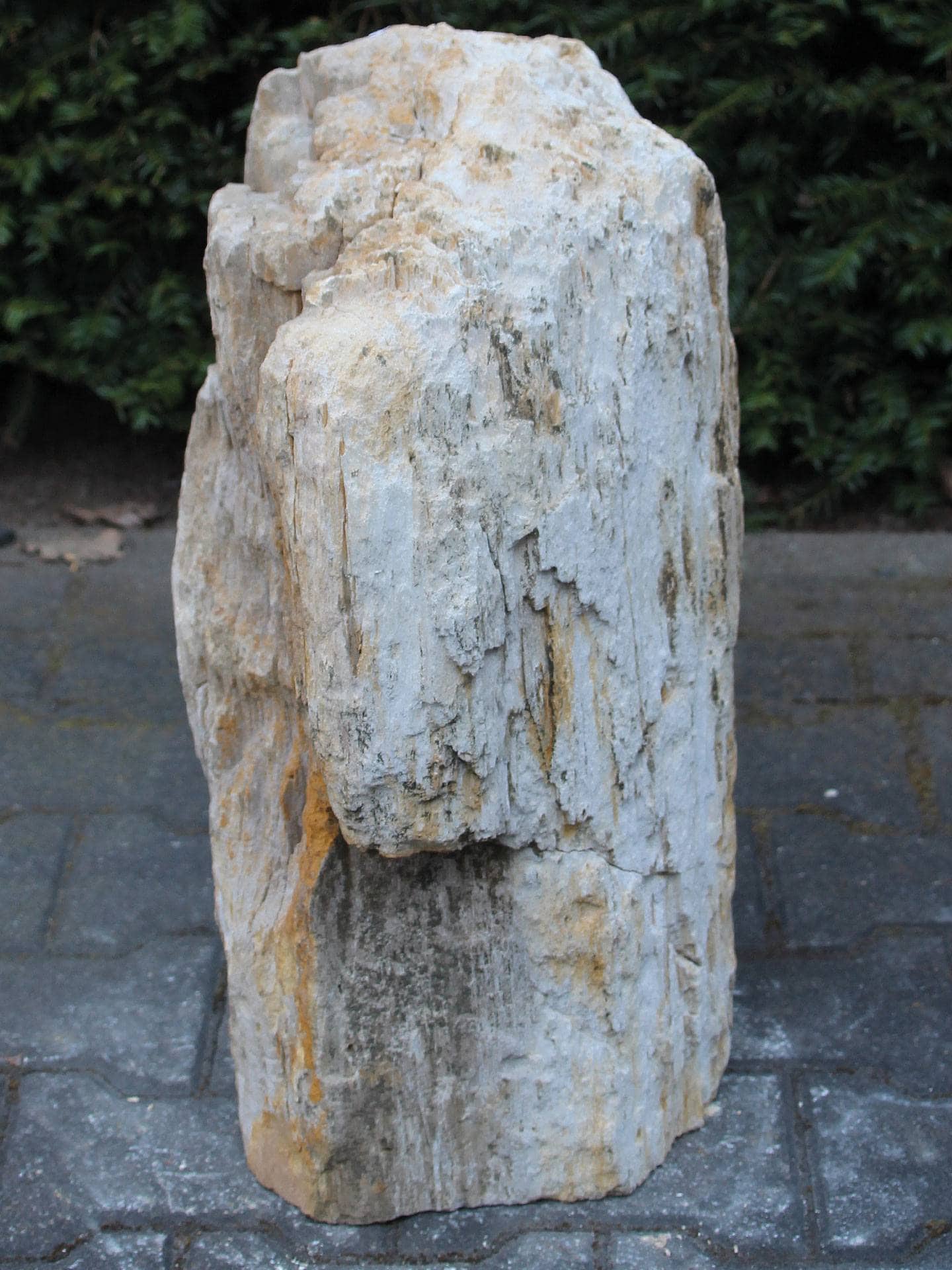 Versteend hout - Lichtbruin - Versteend hout - 54x38x27 cm - Afbeelding 2