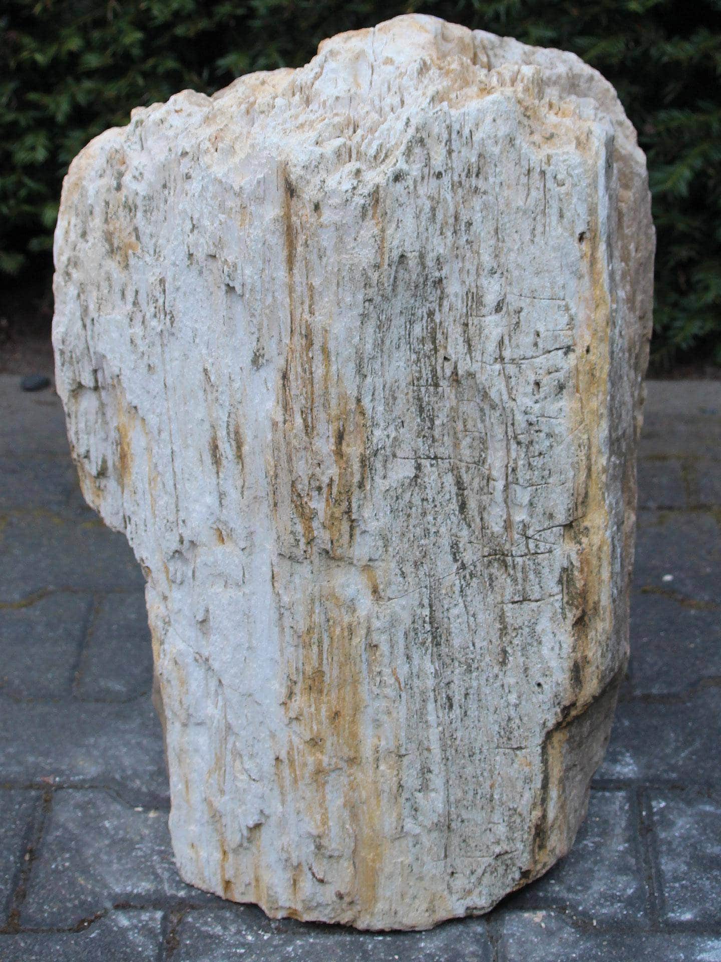 Versteend hout - Lichtbruin - Versteend hout - 54x38x27 cm - Afbeelding 3