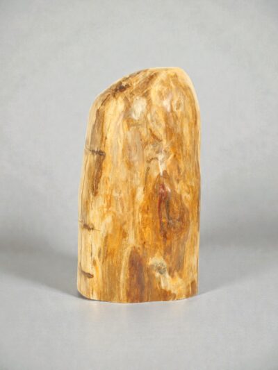 Versteend hout – Versteend hout – 62x30x25 cm