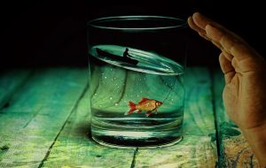 &nbsp;>thisisjustarandomplaceholder<Lenguaje Sueños - IP | Iberian Press®&nbsp;