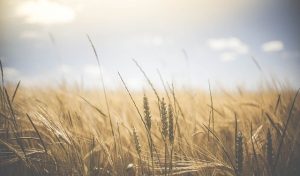 &nbsp;>thisisjustarandomplaceholder<agricultura-campo | Iberian Press®&nbsp;