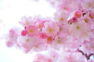 &nbsp;>thisisjustarandomplaceholder<cerezo-japonés | Iberian Press®&nbsp;