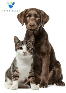&nbsp;>thisisjustarandomplaceholder<Foto_Perro-y-Gato-Baja-Res | Iberian Press®&nbsp;