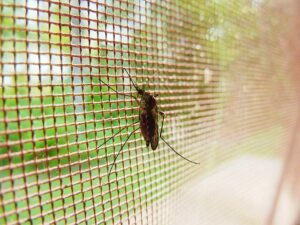 &nbsp;>thisisjustarandomplaceholder<Mosquito-Malaria | Iberian Press®&nbsp;