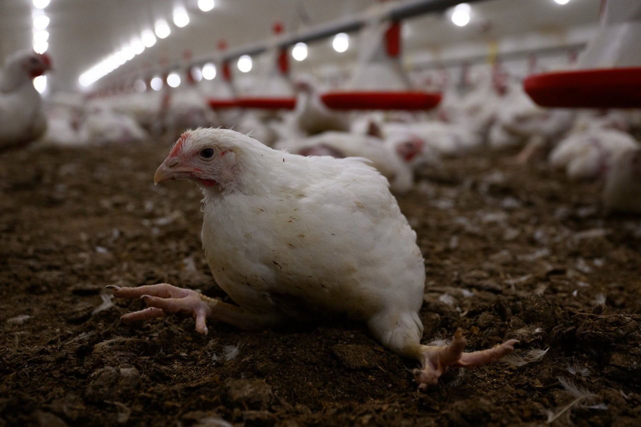 White broiler chicken sitting on a dirt floor inside a crowded poultry barn, with red feeding trays and other birds blurred in the background.
