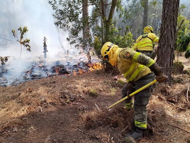 Firefighters in yellow gear using a tool to fight a brush fire in a dry forest; smoke rises among trees.