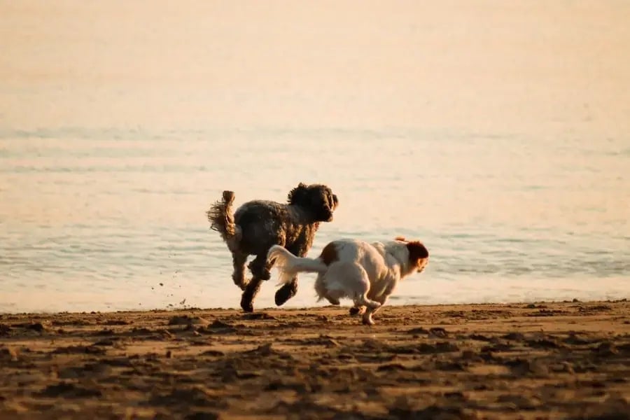 Two dogs chase each other along a sunlit beach at the water’s edge during sunset.
