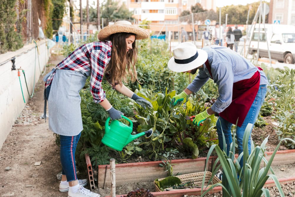 Two people gardening in an urban community garden, watering plants with a green watering can and wearing hats and aprons.